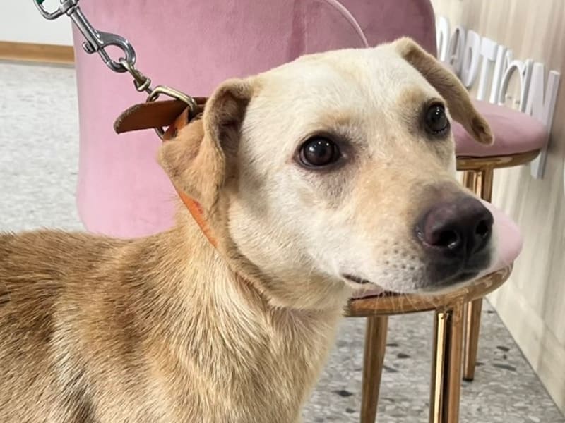 Perra mestiza hembra adulta (canela y blanco), Mediano, refugio n.º …6002. Más cerca de la cara.