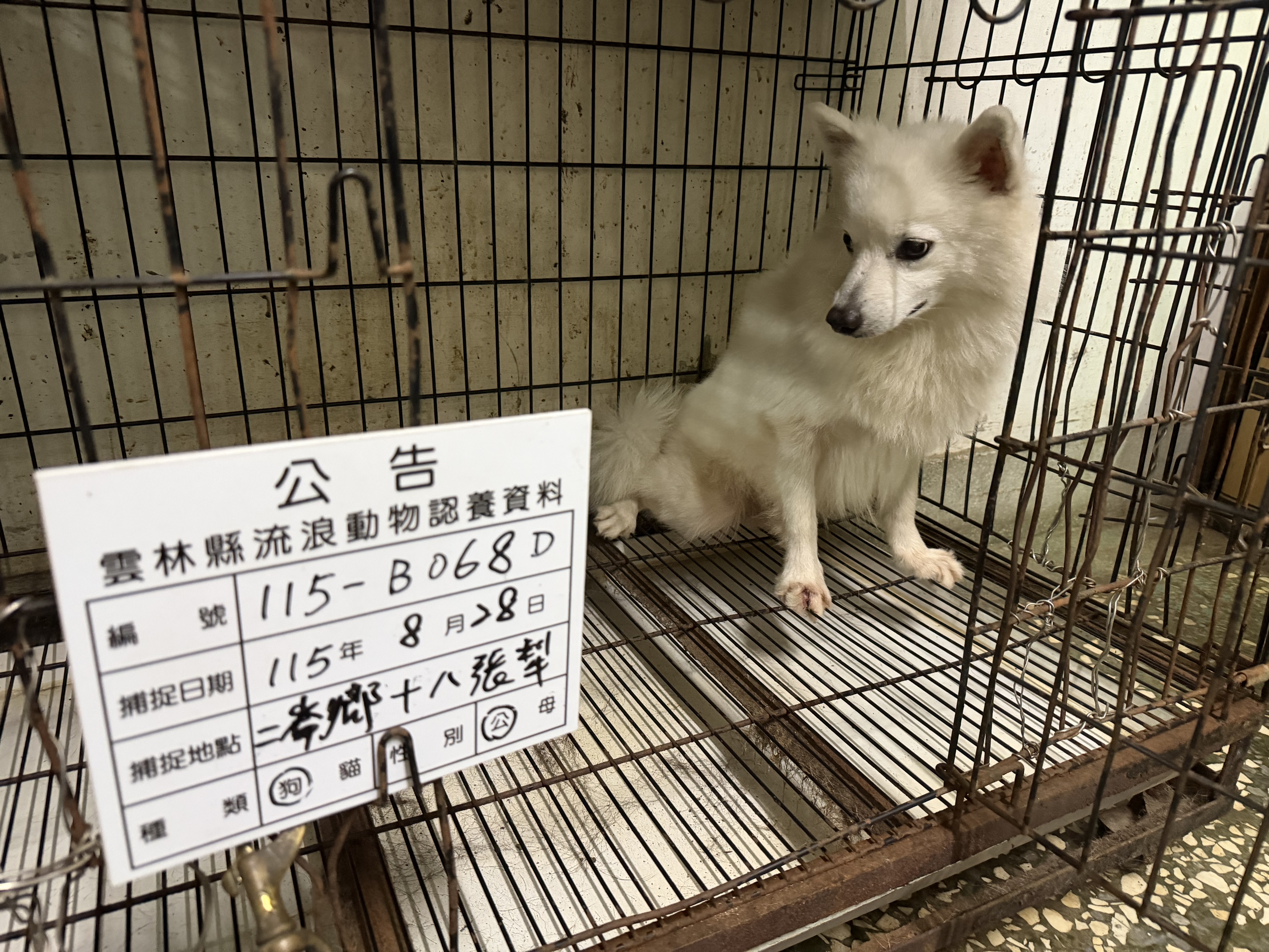White adult male Japanese Spitz, Medium, shelter no. …068D. Closer on the face.