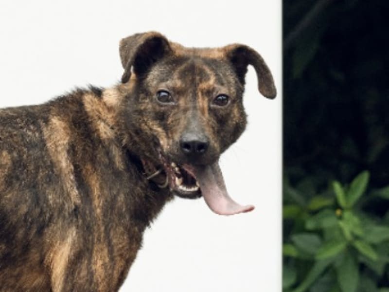 ミックス犬(メス・成犬・トラ)、中型, 施設番号 …0012. 顔のアップです。