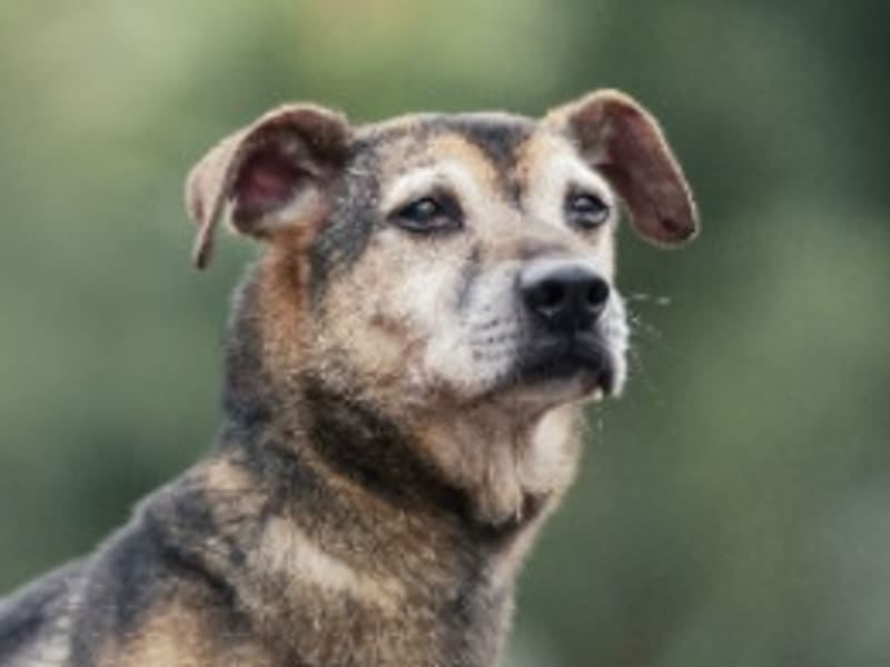 Black-and-tan adult male mixed-breed dog, Medium, shelter no. …1112. Closer on the face.
