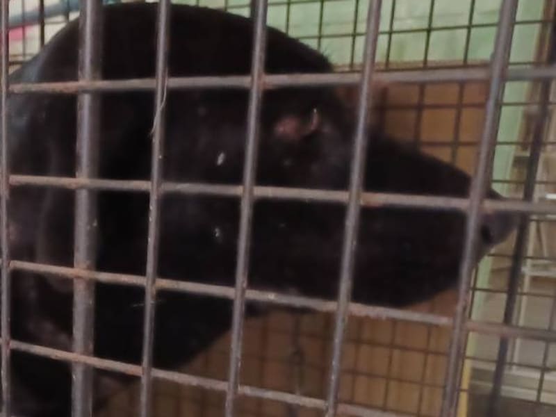 Perro mestizo macho adulto (negro), Grande, refugio n.º …115D. Más cerca de la cara.