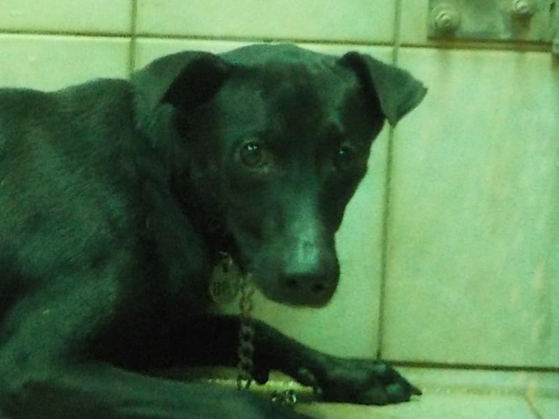 黑色成年公混种犬,中型, 收容编号 …8788. 脸部特写。