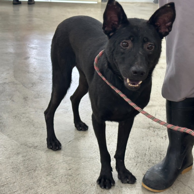 Black young male mixed-breed dog, Small, shelter no. …1710