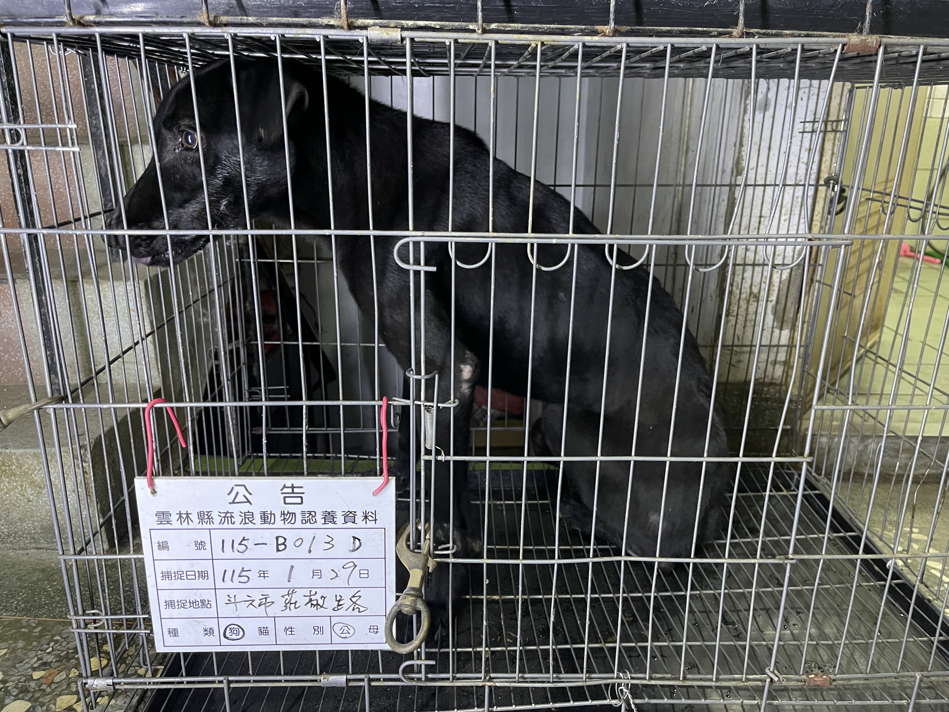 Chien croisé mâle adulte (noir), Grand, refuge n° …013D
