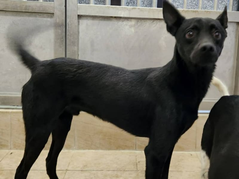 Perro mestizo macho joven (negro), Pequeño, refugio n.º …4003. Todo el animal.