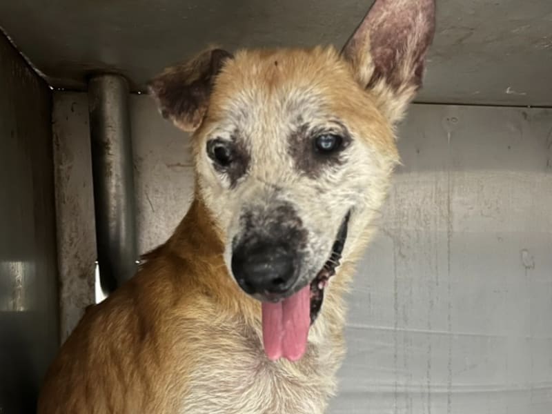 ミックス犬(オス・成犬・茶)、中型, 施設番号 …1202. 顔のアップです。