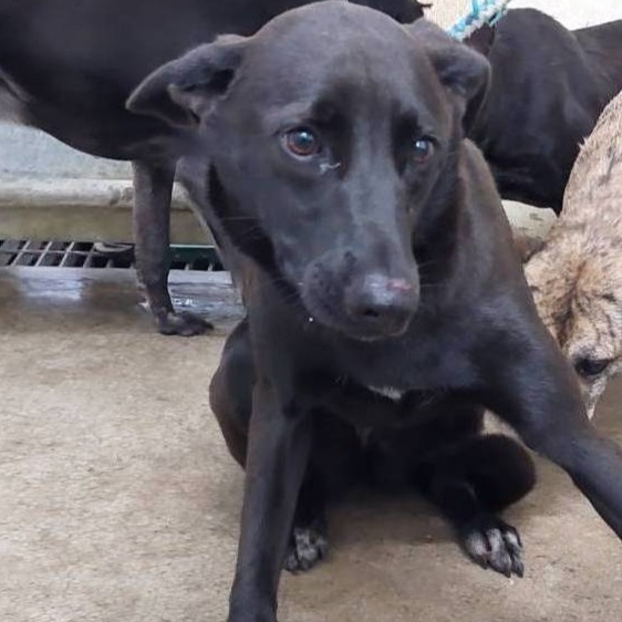ミックス犬(メス・成犬・黒)、中型, 施設番号 …1303