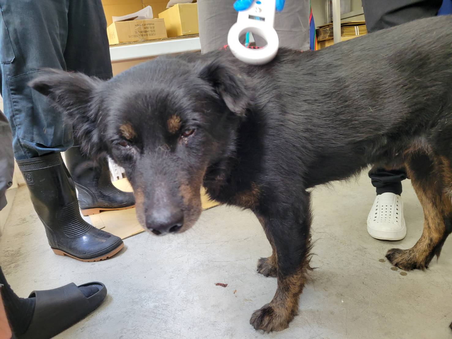 Black-and-brown adult male mixed-breed dog, Medium, shelter no. …0706