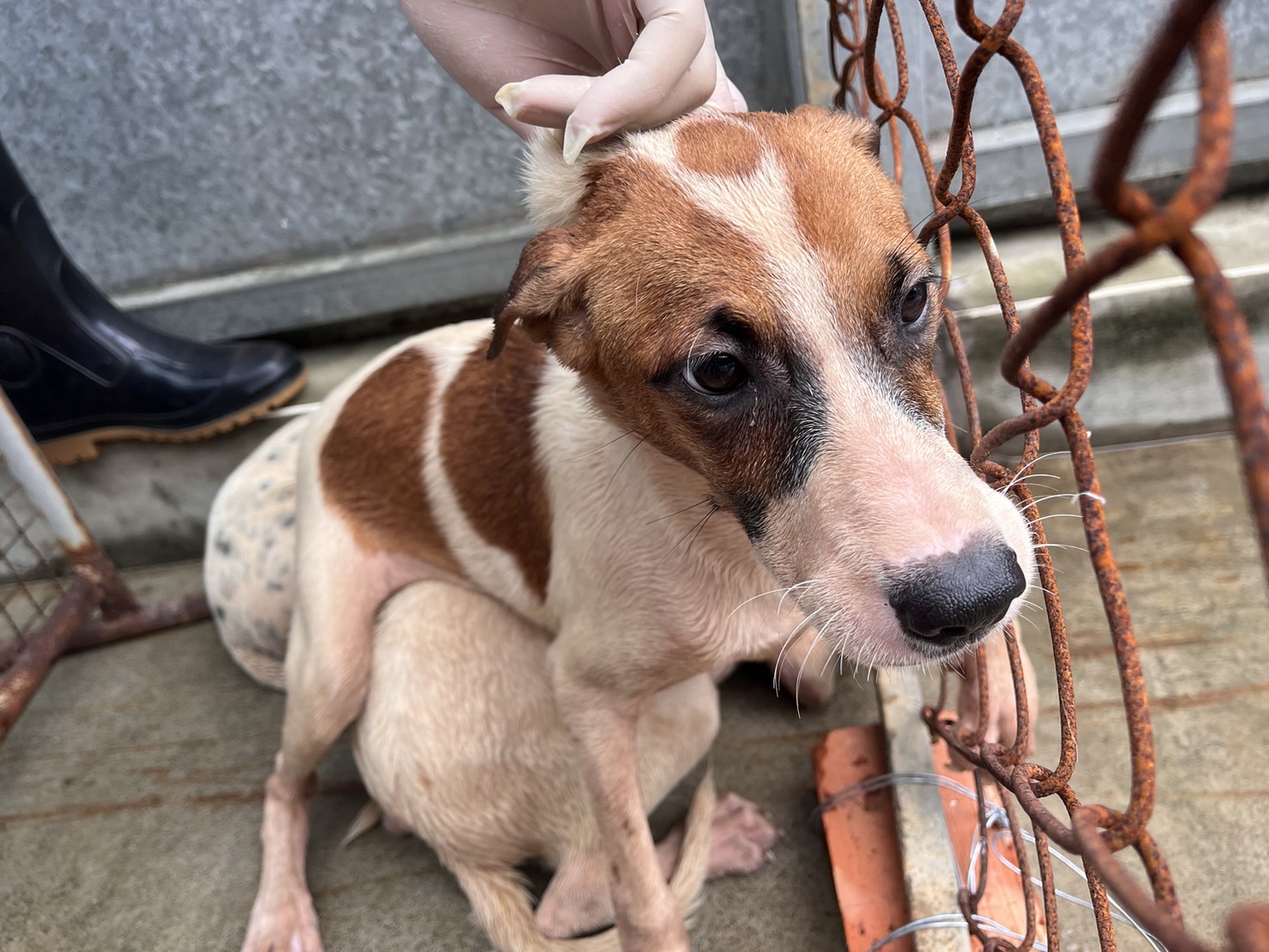 Tan-and-white young female mixed-breed dog, Medium, shelter no. …7008