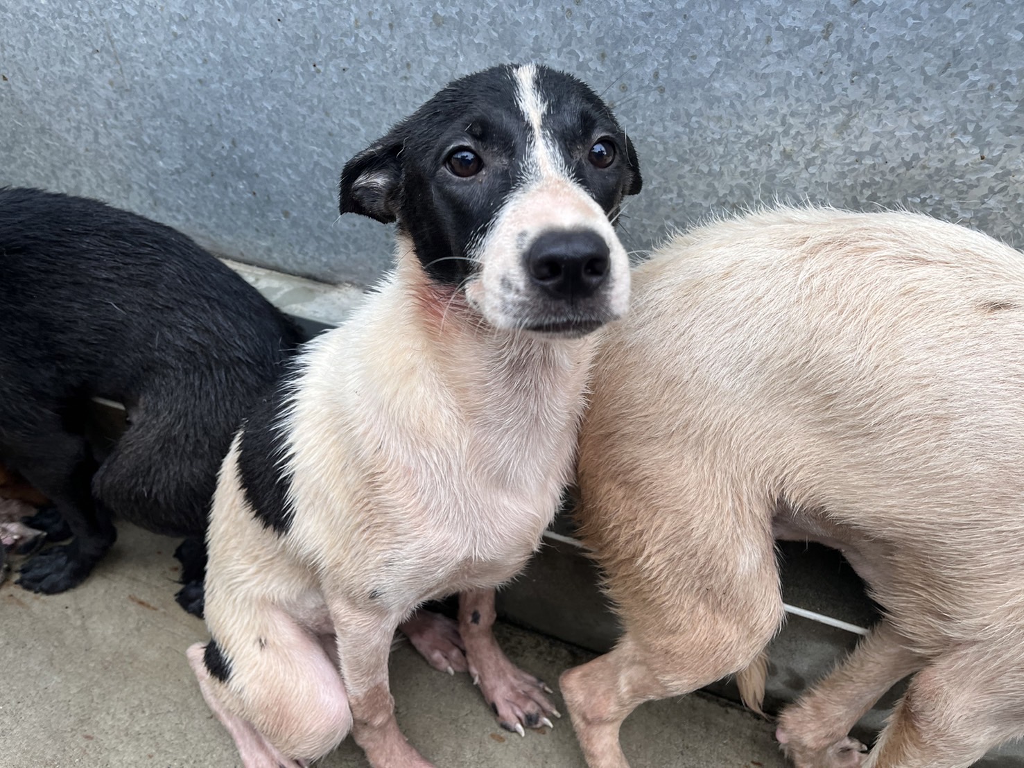 Black-and-white young female mixed-breed dog, Medium, shelter no. …7009