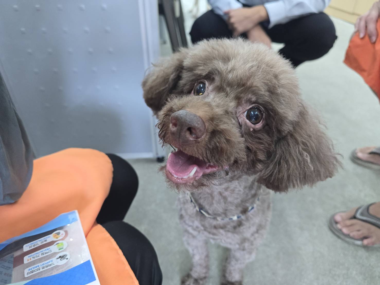 プードル(オス・成犬・こげ茶)、中型, 施設番号 …1004