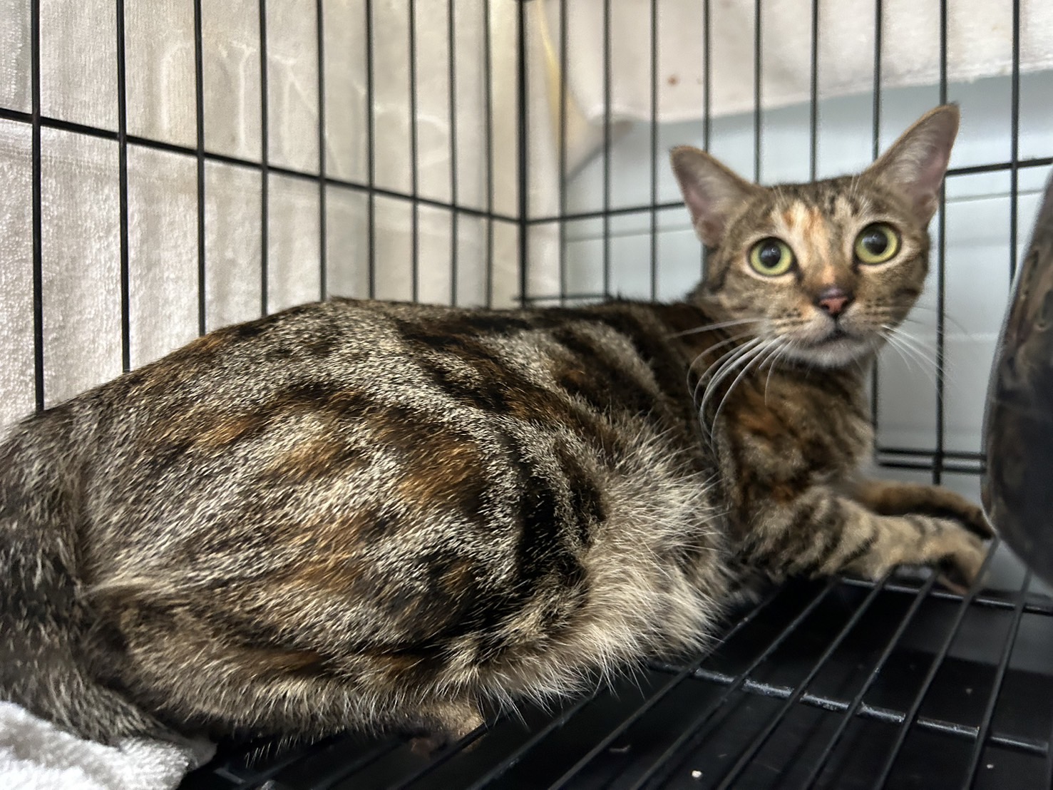 Tabby adult female mixed-breed cat, Medium, shelter no. …0401