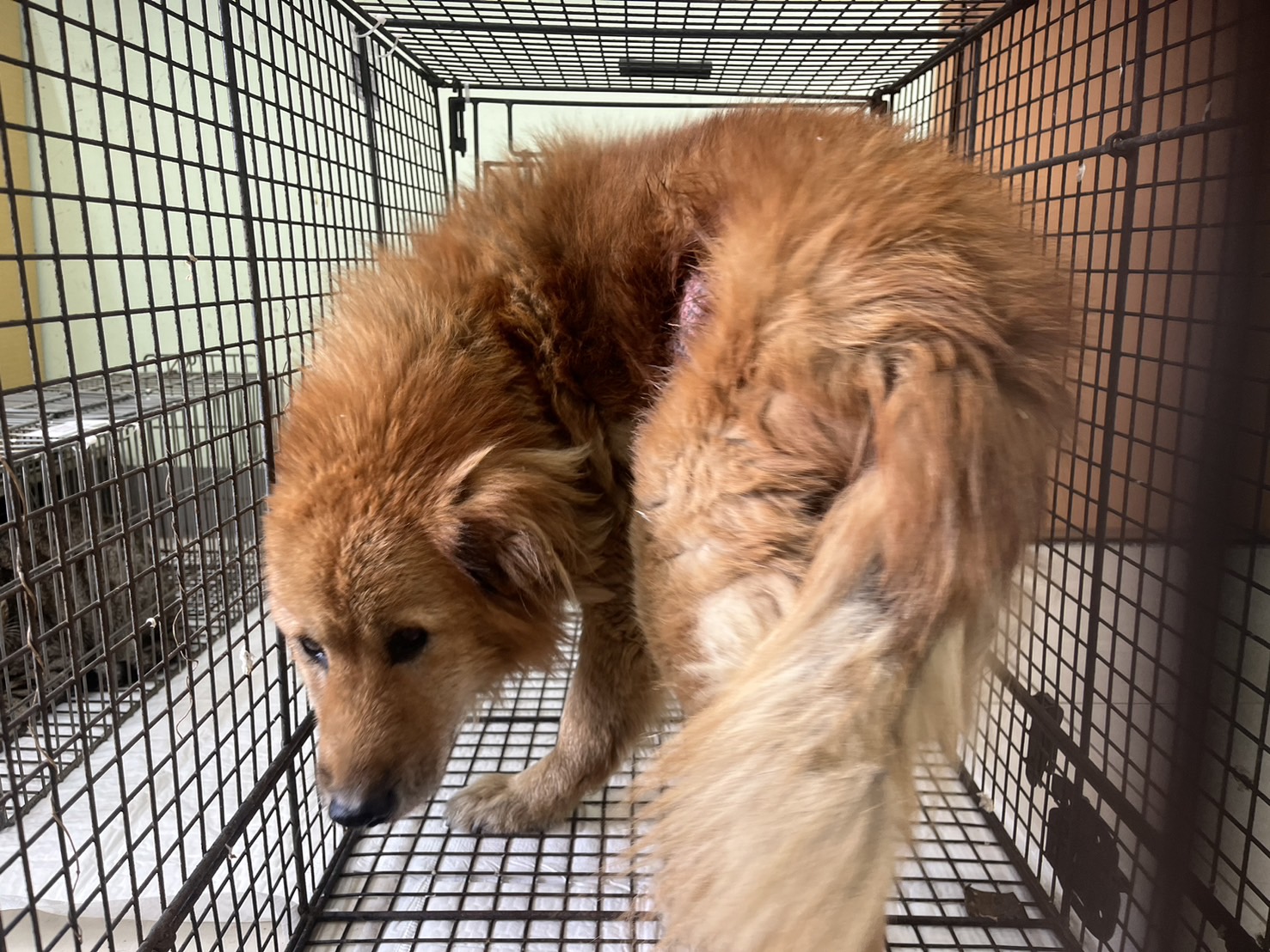 Tan adult male mixed-breed dog, Medium, shelter no. …7D01