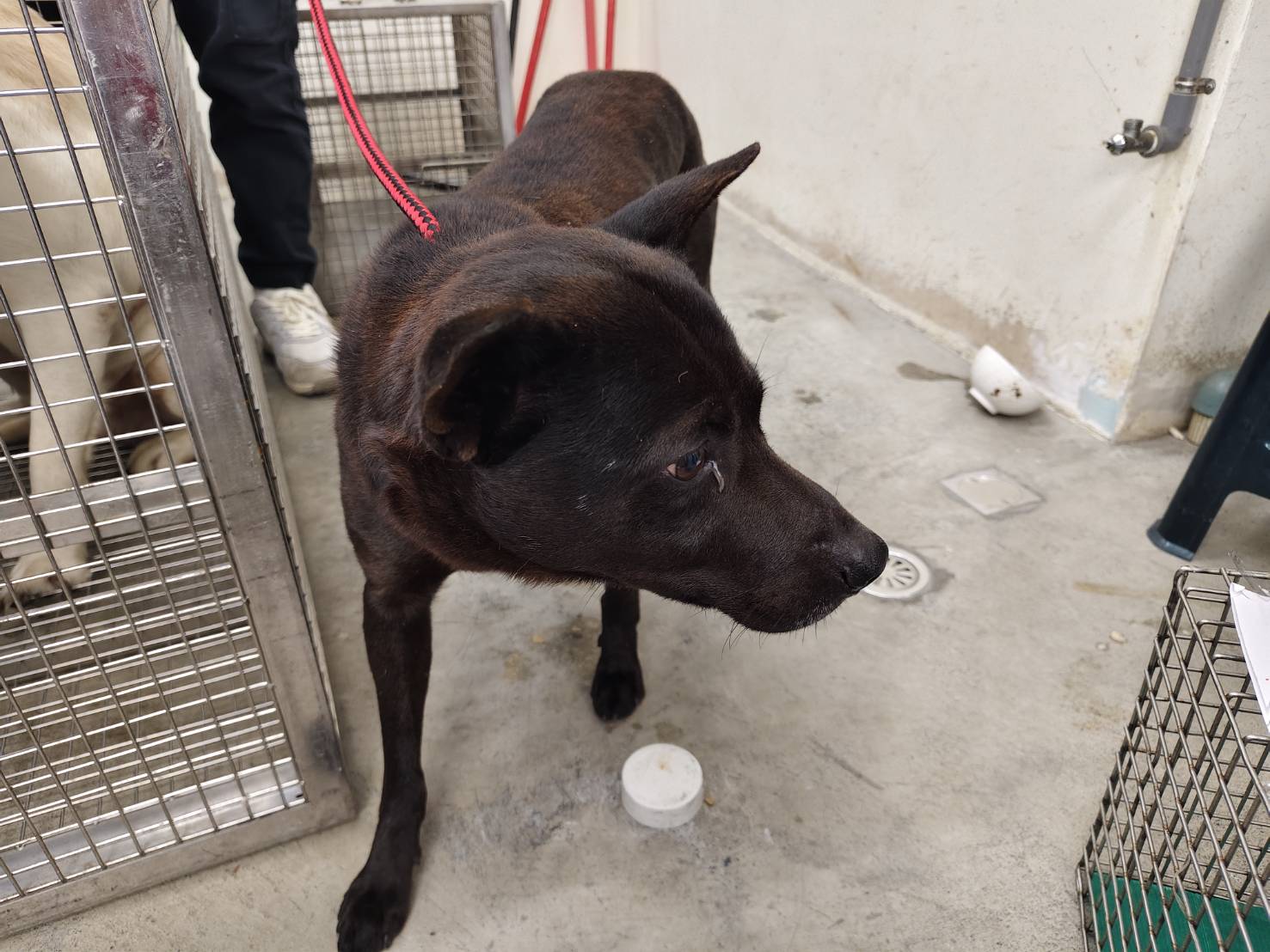 Black adult male mixed-breed dog, Medium, shelter no. …0303