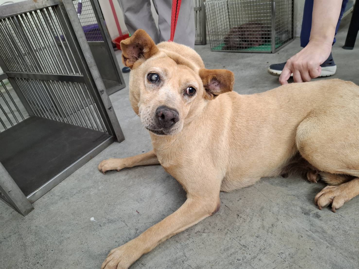 Tan adult male mixed-breed dog, Medium, shelter no. …1905