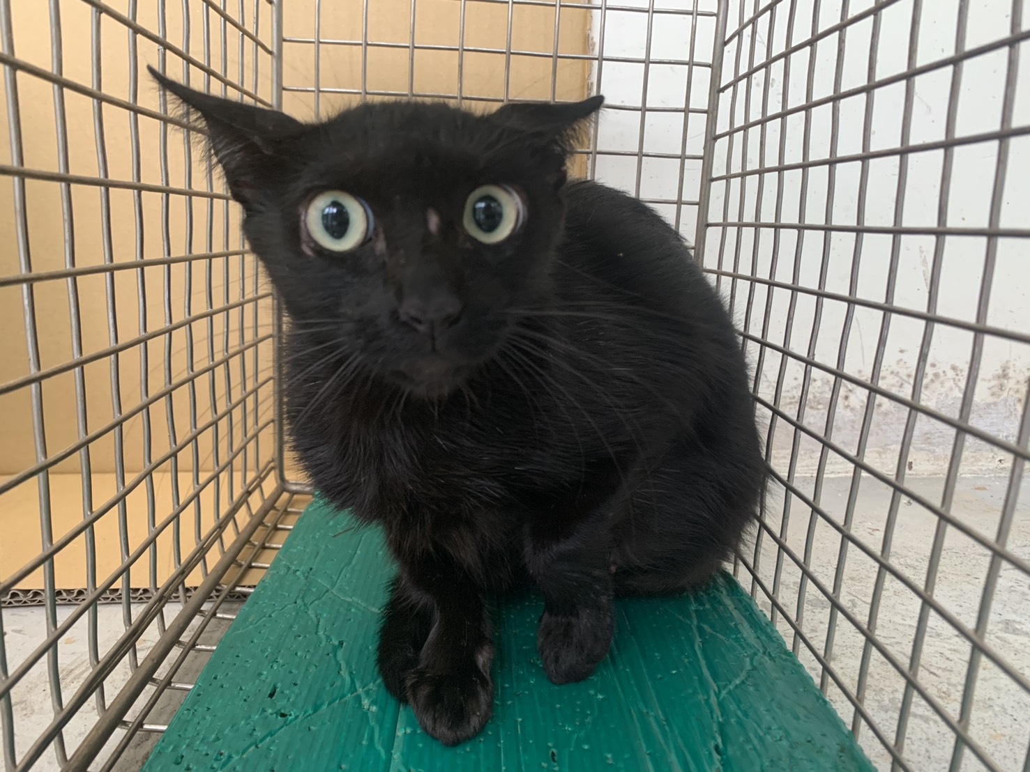 Black adult female mixed-breed cat, Small, shelter no. …0612