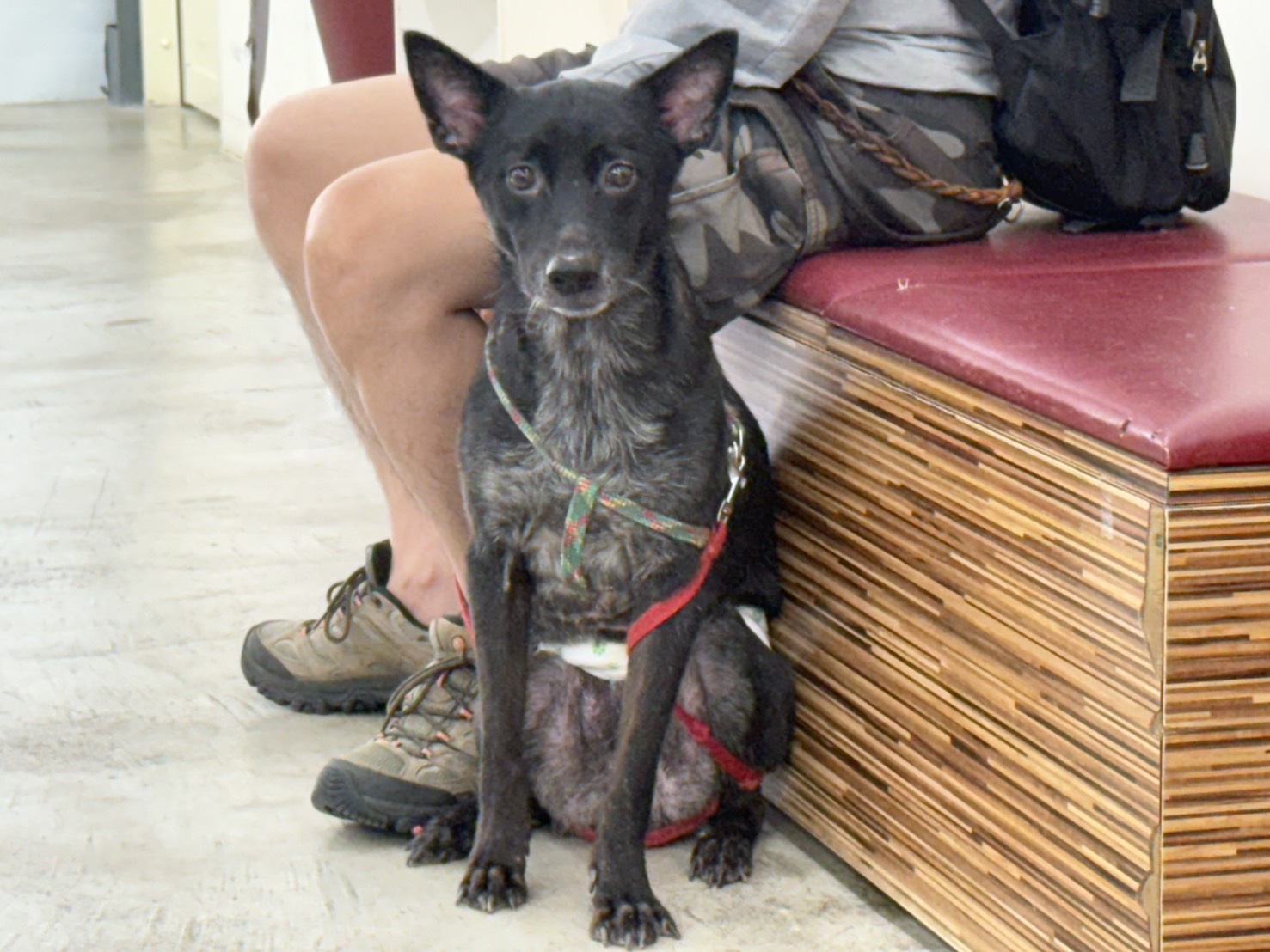 Black adult male mixed-breed dog, Medium, shelter no. …1601