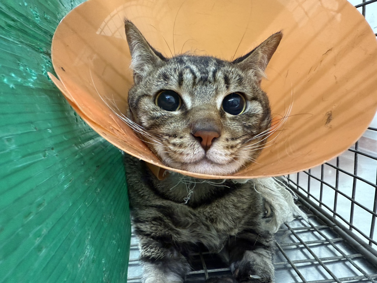 Tabby adult male mixed-breed cat, Medium, shelter no. …0115