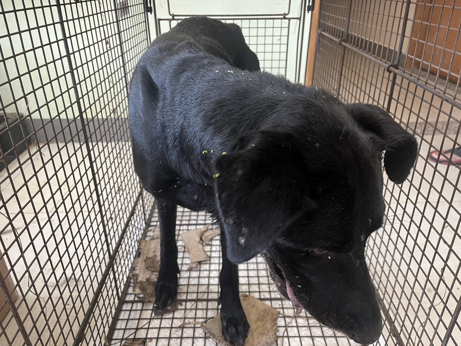 ミックス犬(オス・成犬・黒)、中型, 施設番号 …9D01
