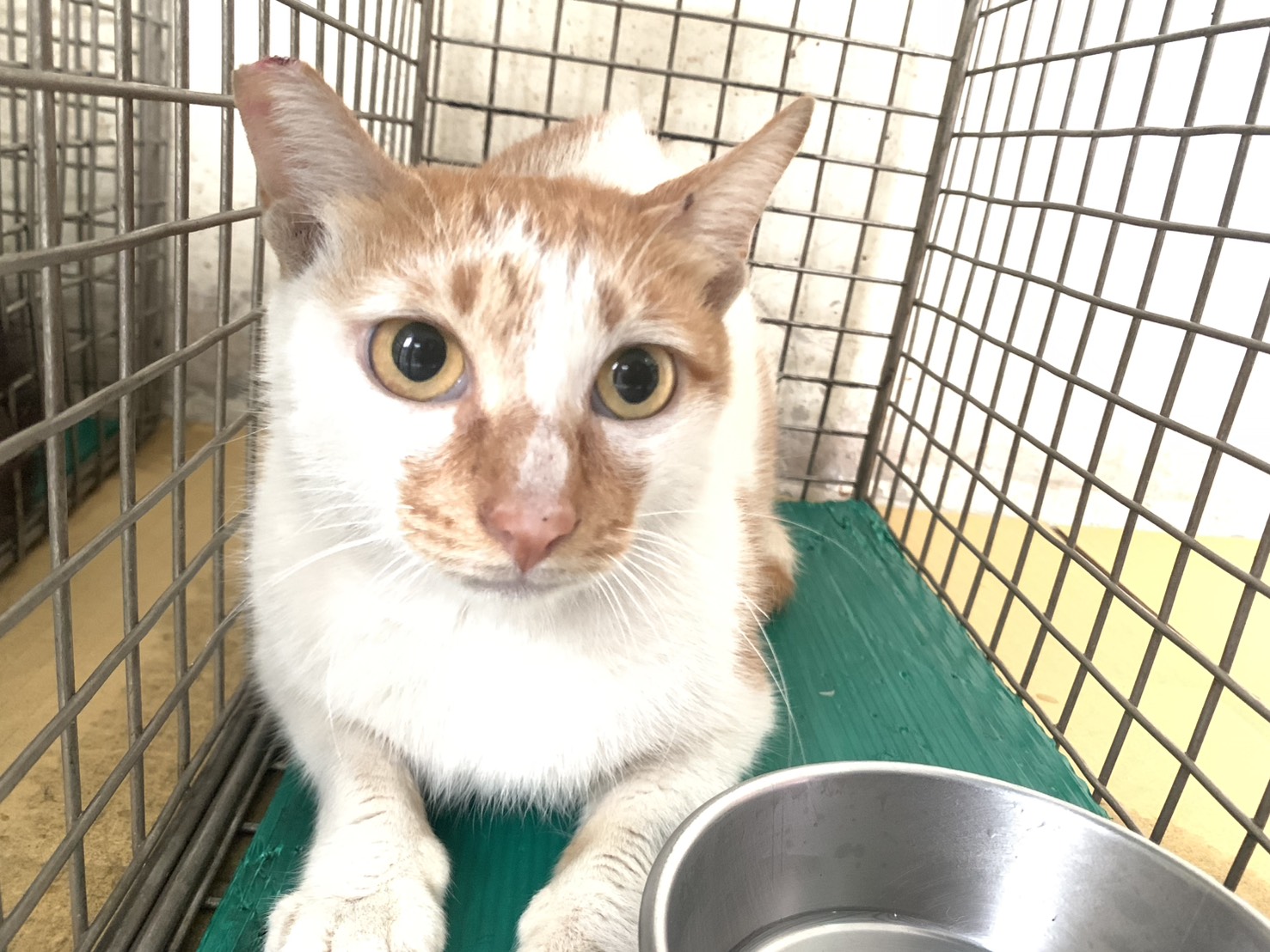 Adult female mixed-breed cat, Small, shelter no. …0303