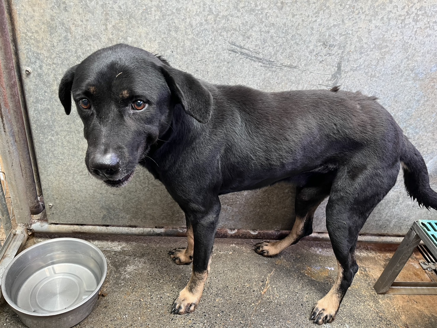 Black-and-tan adult male mixed-breed dog, Medium, shelter no. …4001