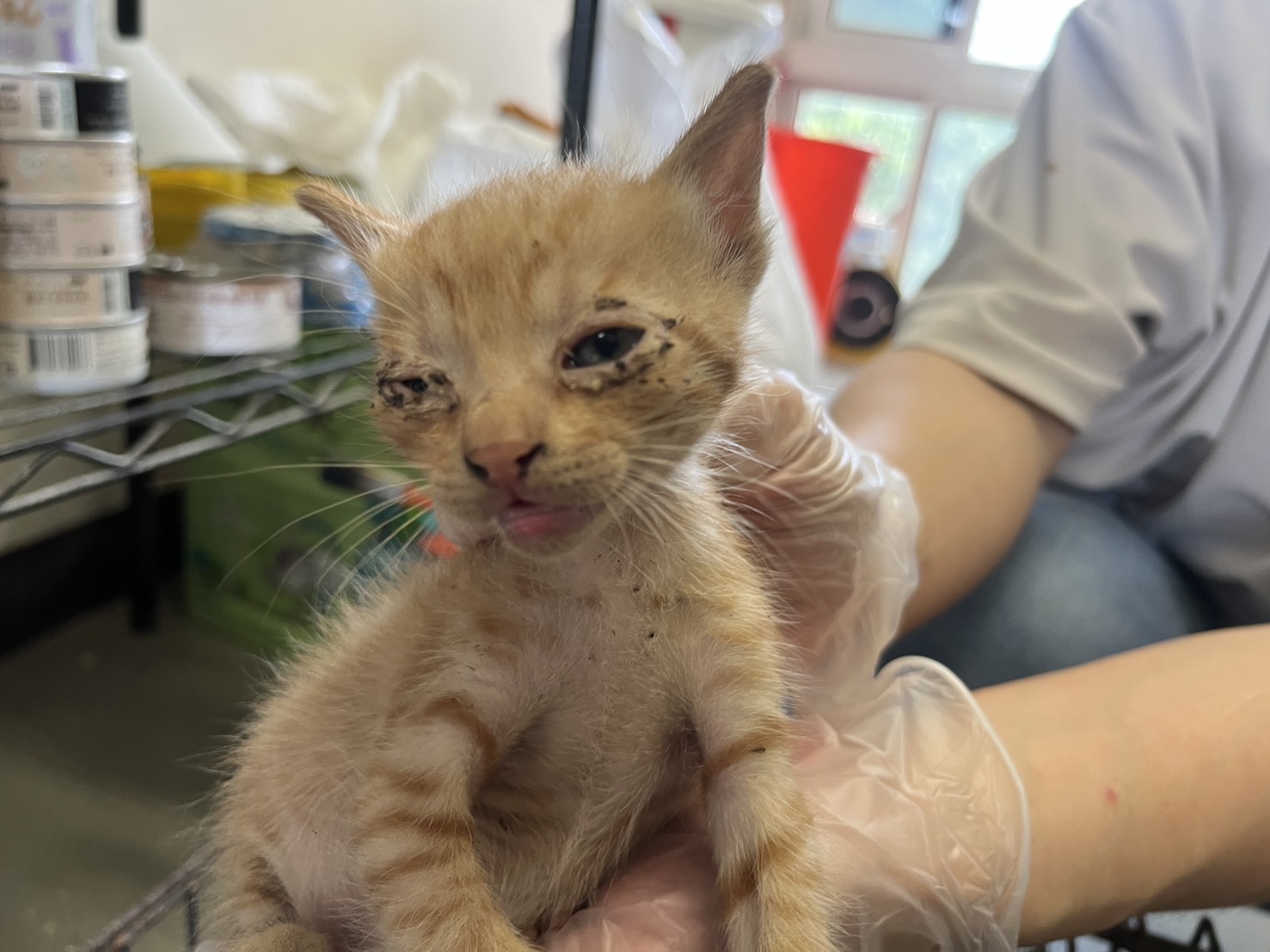 Gato mestizo macho joven (canela y atigrado), Pequeño, refugio n.º …2005