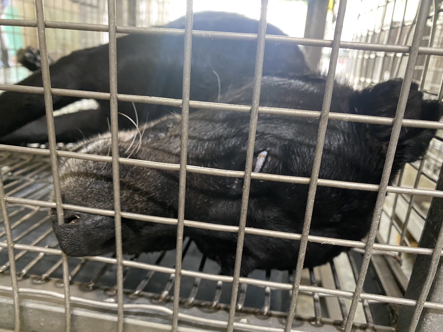 黑色成年母混种犬,中型, 收容编号 …1-11