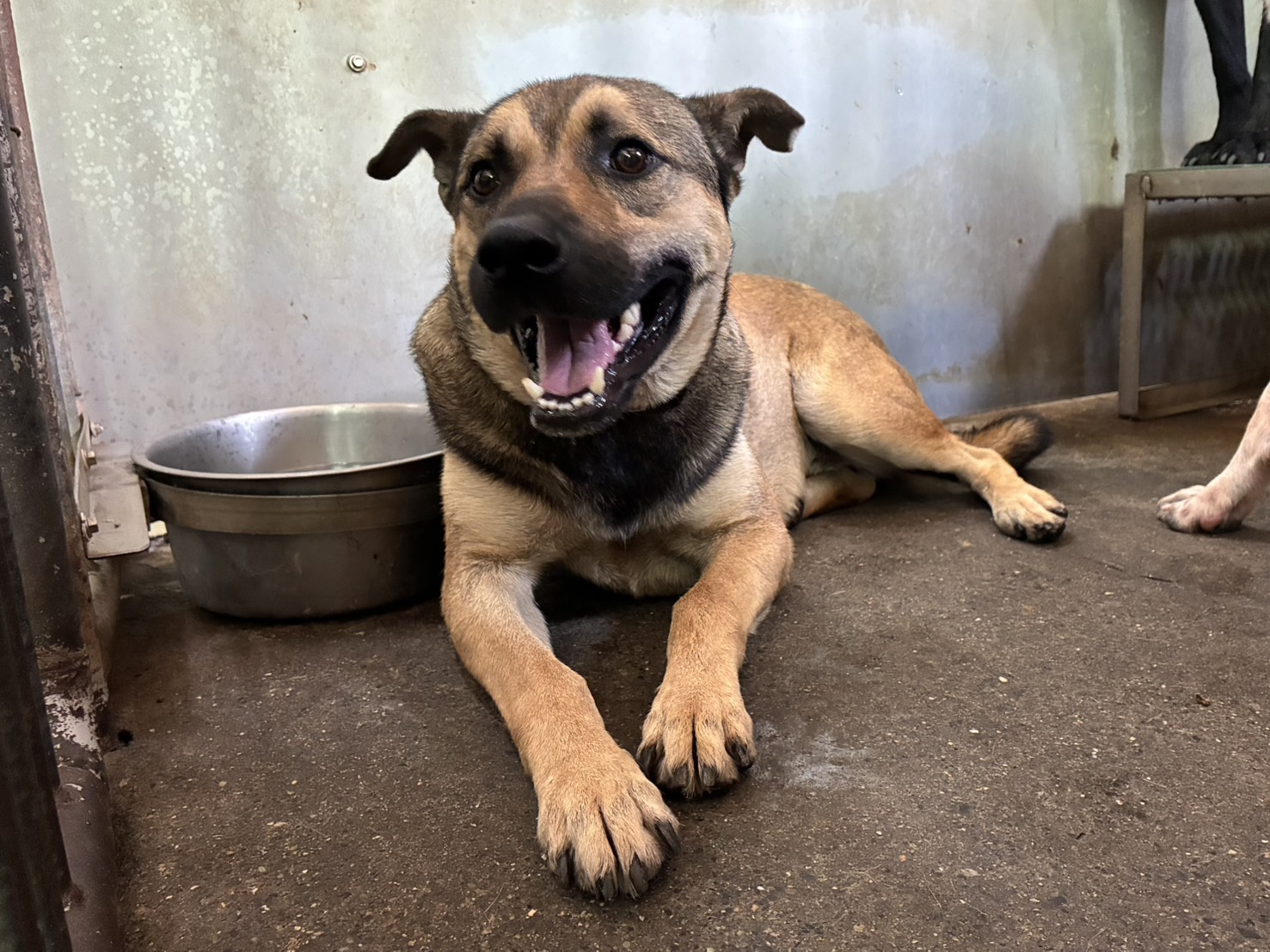 Brown adult male mixed-breed dog, Medium, shelter no. …7005
