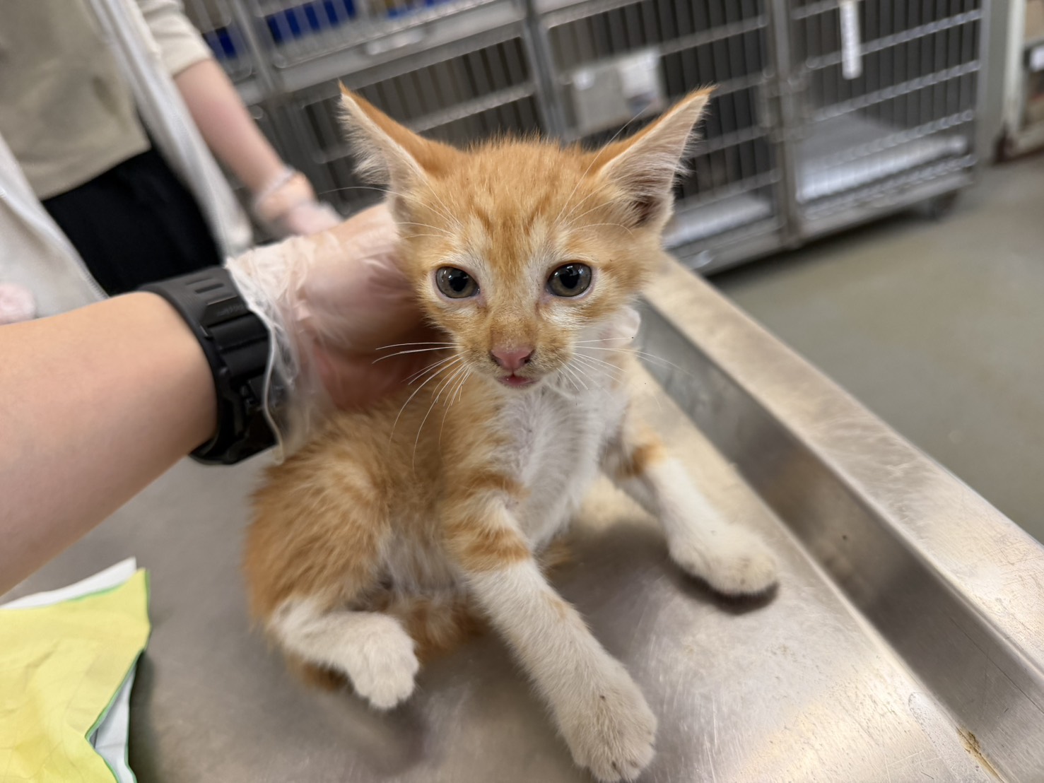 Gato mestizo macho joven (atigrado y blanco), Pequeño, refugio n.º …9005