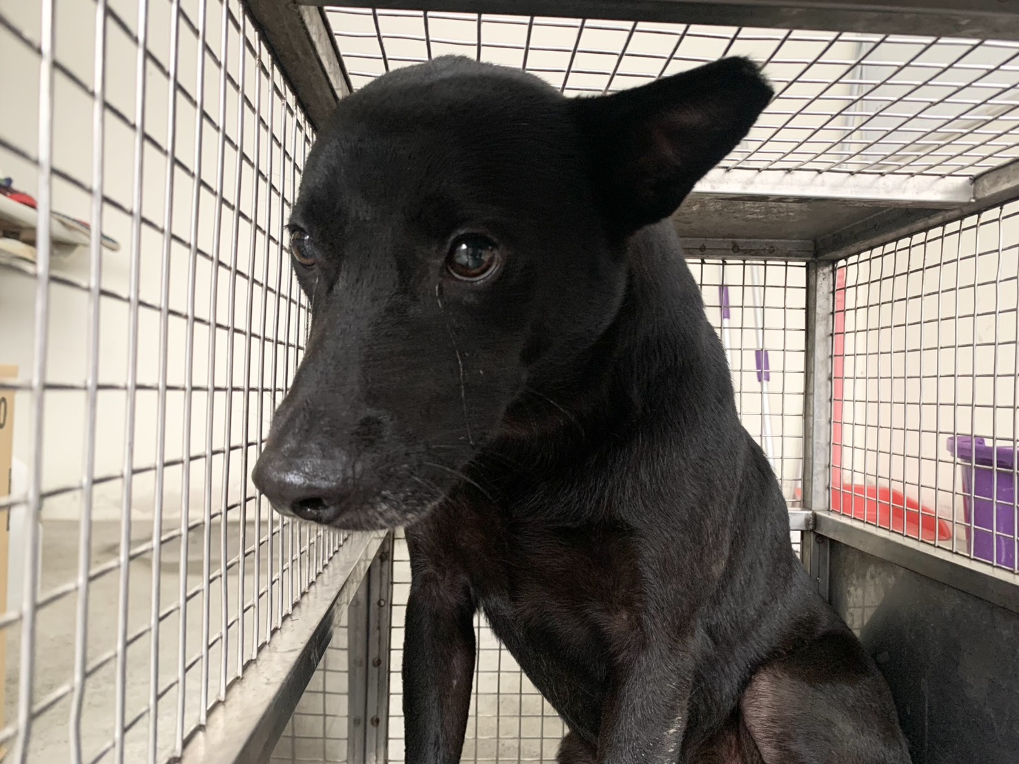 Black adult male mixed-breed dog, Medium, shelter no. …1403
