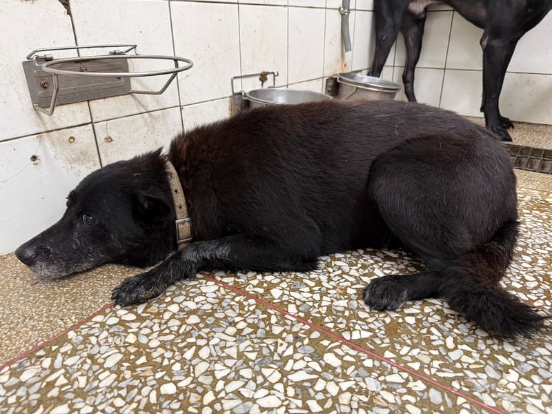 Black adult male mixed-breed dog, Large, shelter no. …1A24