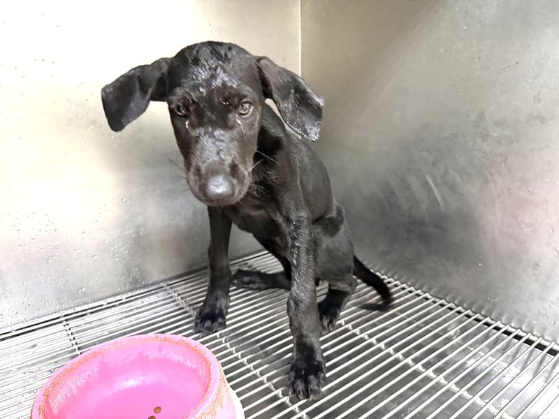 Black adult male mixed-breed dog, Small, shelter no. …20Q5