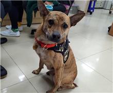 Tabby adult male mixed-breed dog, Medium, shelter no. …0301