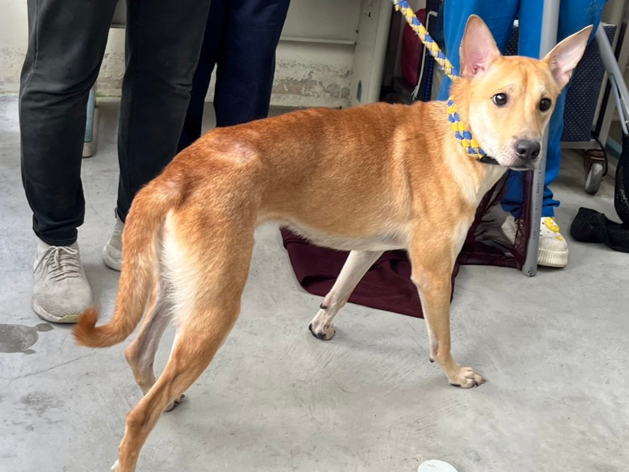 Tan-and-white adult male mixed-breed dog, Medium, shelter no. …0505