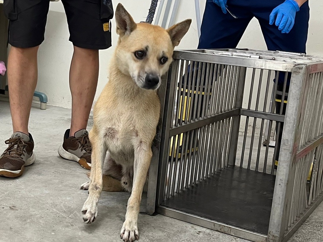 Tan adult male mixed-breed dog, Medium, shelter no. …2101