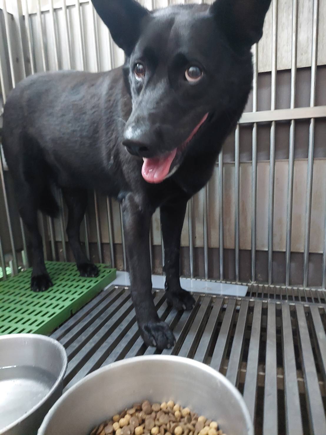 Black adult male mixed-breed dog, Medium, shelter no. …5002
