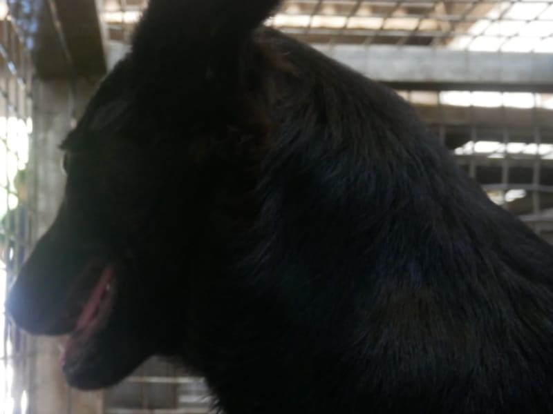 Chien croisé mâle adulte (noir), Moyen, refuge n° …8-01. Plus près du visage.