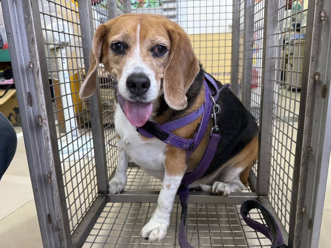Patched adult male beagle, Medium, shelter no. …20W8