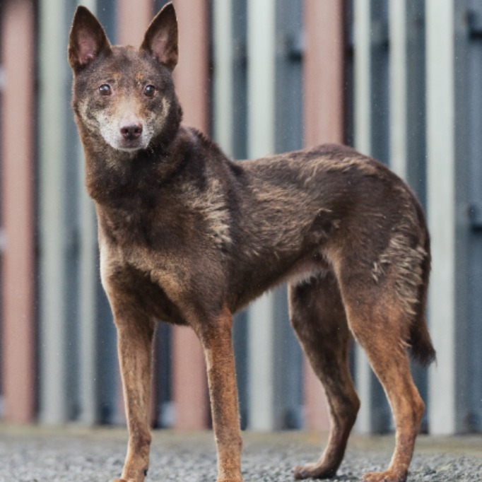 Brown adult female mixed-breed dog, Medium, shelter no. …0222