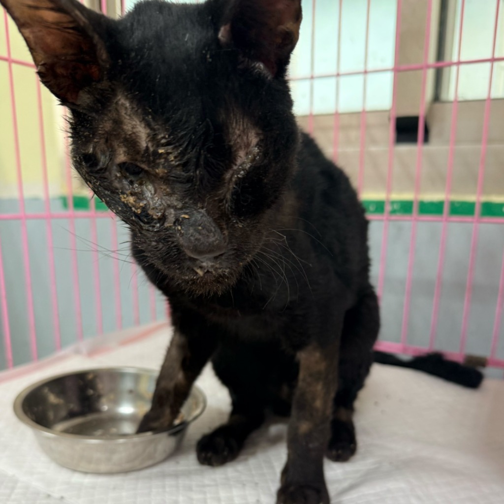 Black adult male mixed-breed cat, Medium, shelter no. …2-01