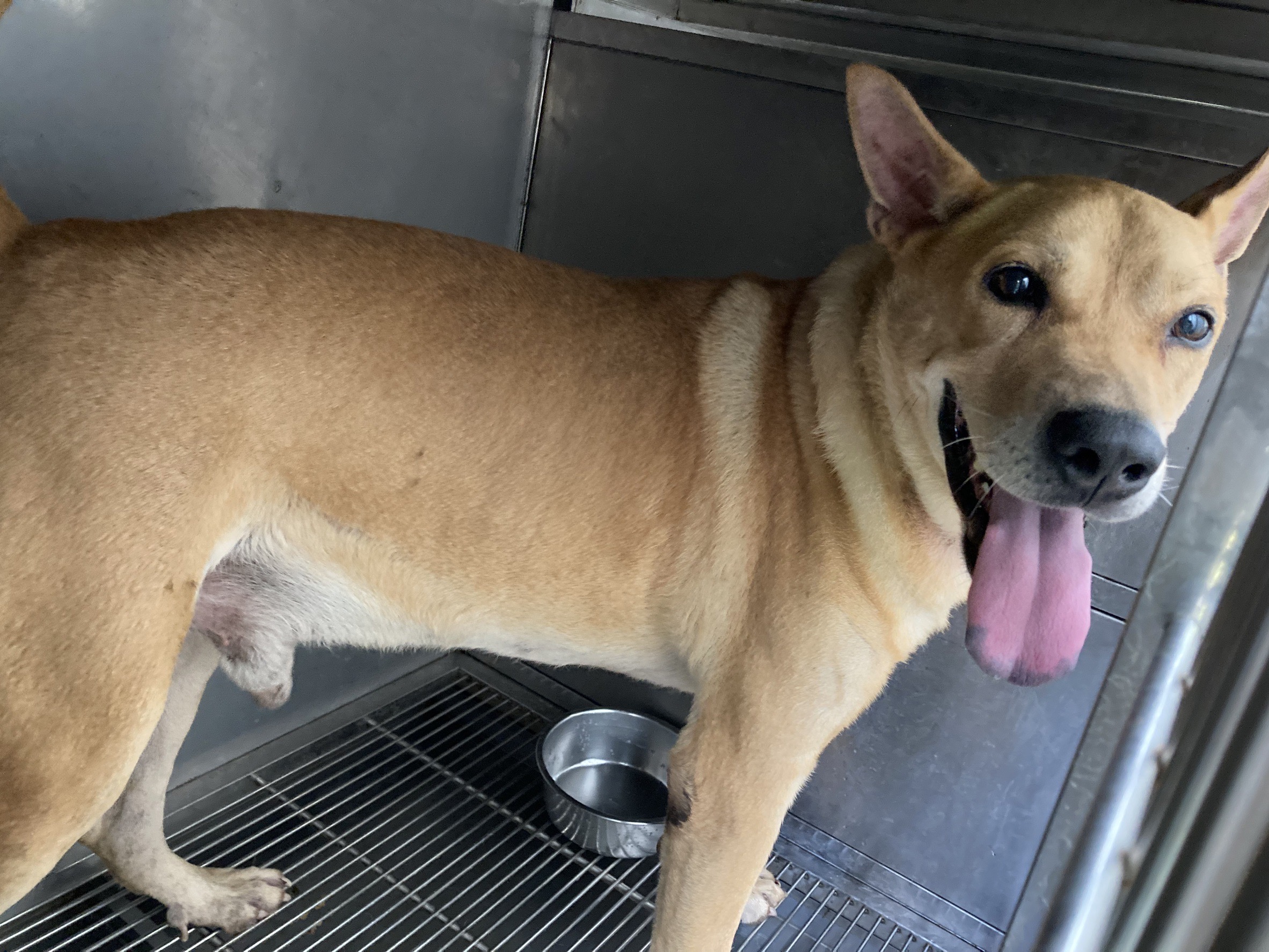 Tan adult male mixed-breed dog, Medium, shelter no. …1402