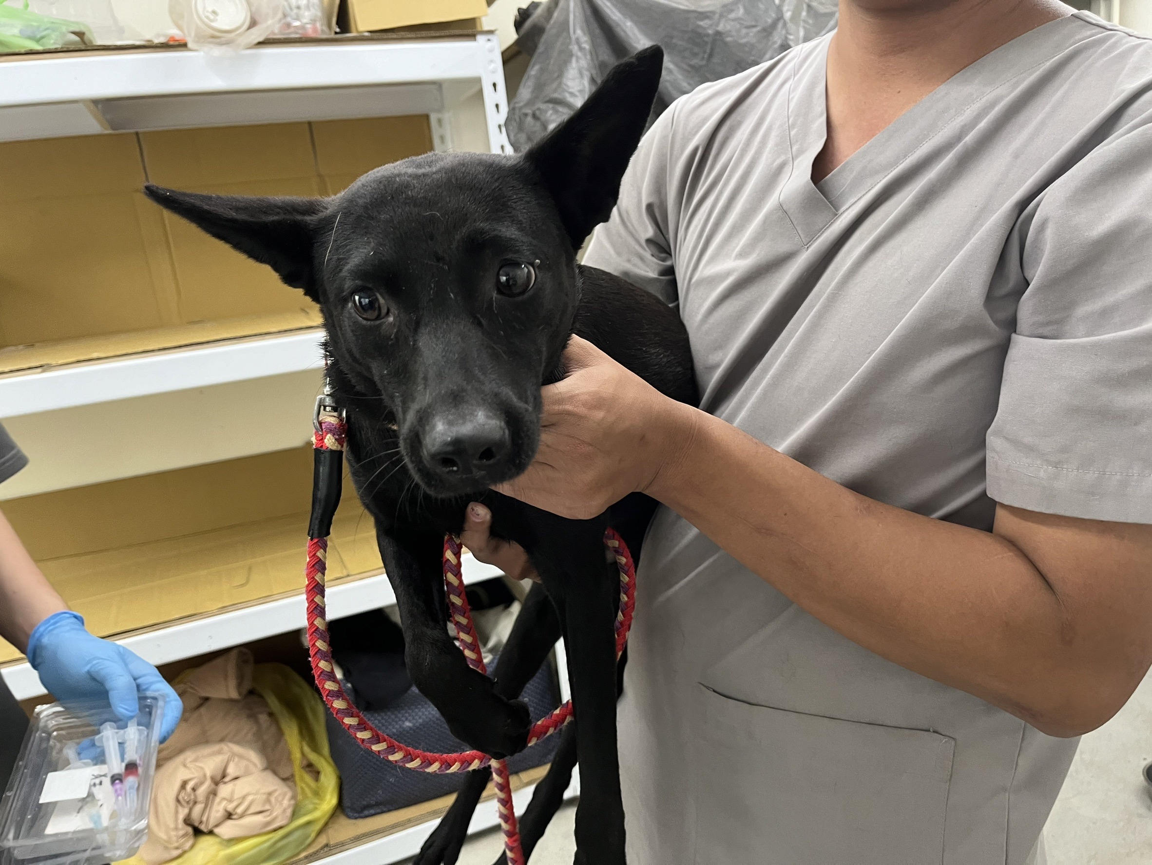 Black adult female mixed-breed dog, Medium, shelter no. …2603