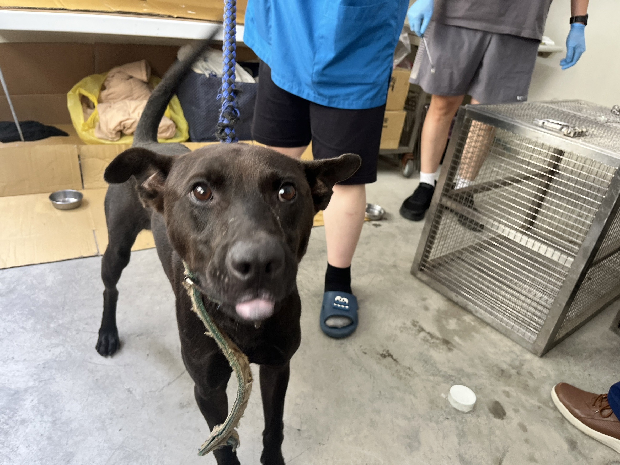 Black adult male mixed-breed dog, Medium, shelter no. …0202