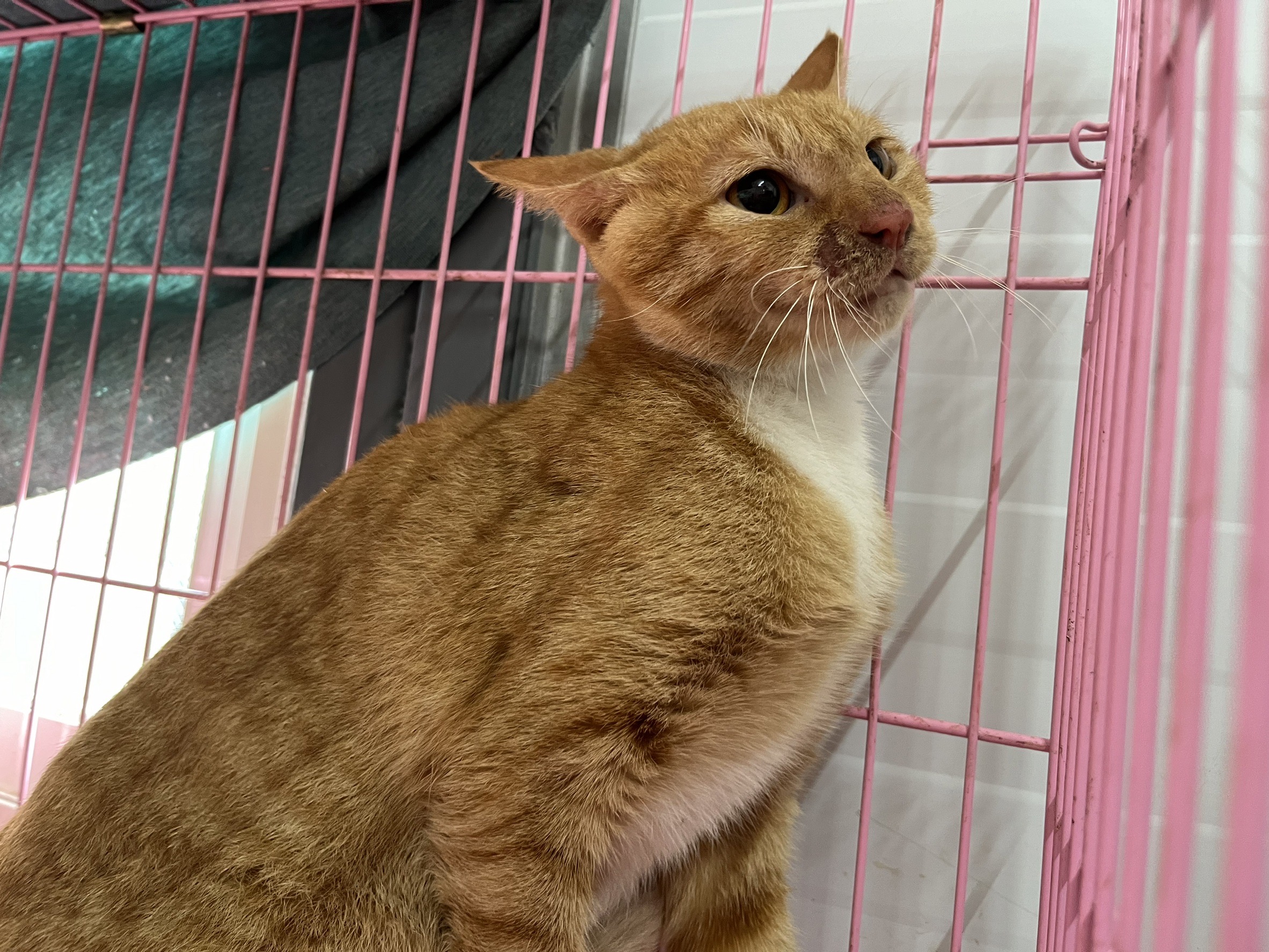 ミックス猫(メス・若い・茶と白)、中型, 施設番号 …2503