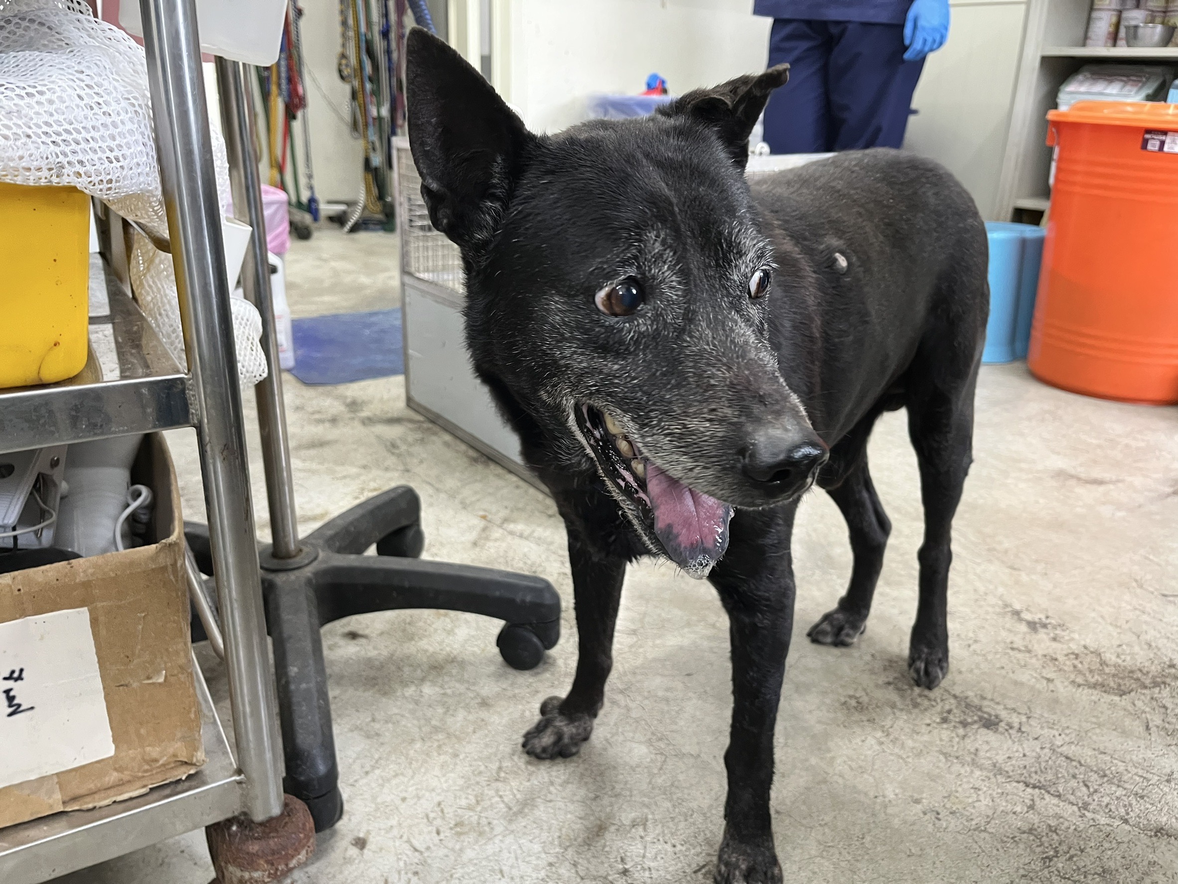 Black adult male Formosan Mountain Dog, Medium, shelter no. …1702
