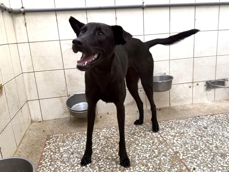 Black adult female mixed-breed dog, Large, shelter no. …25-1