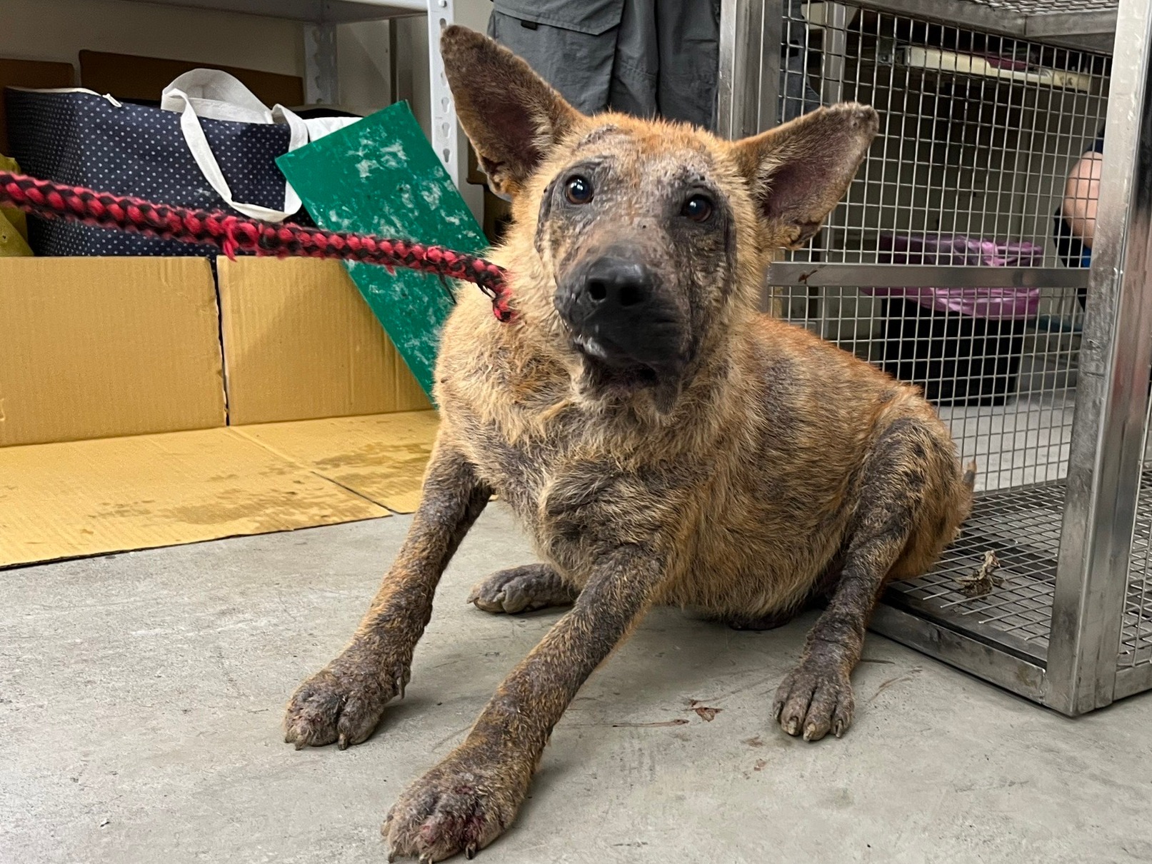 Tan adult male mixed-breed dog, Medium, shelter no. …2906