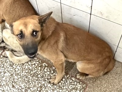 Chien croisé mâle adulte (fauve), Grand, refuge n° …7A24