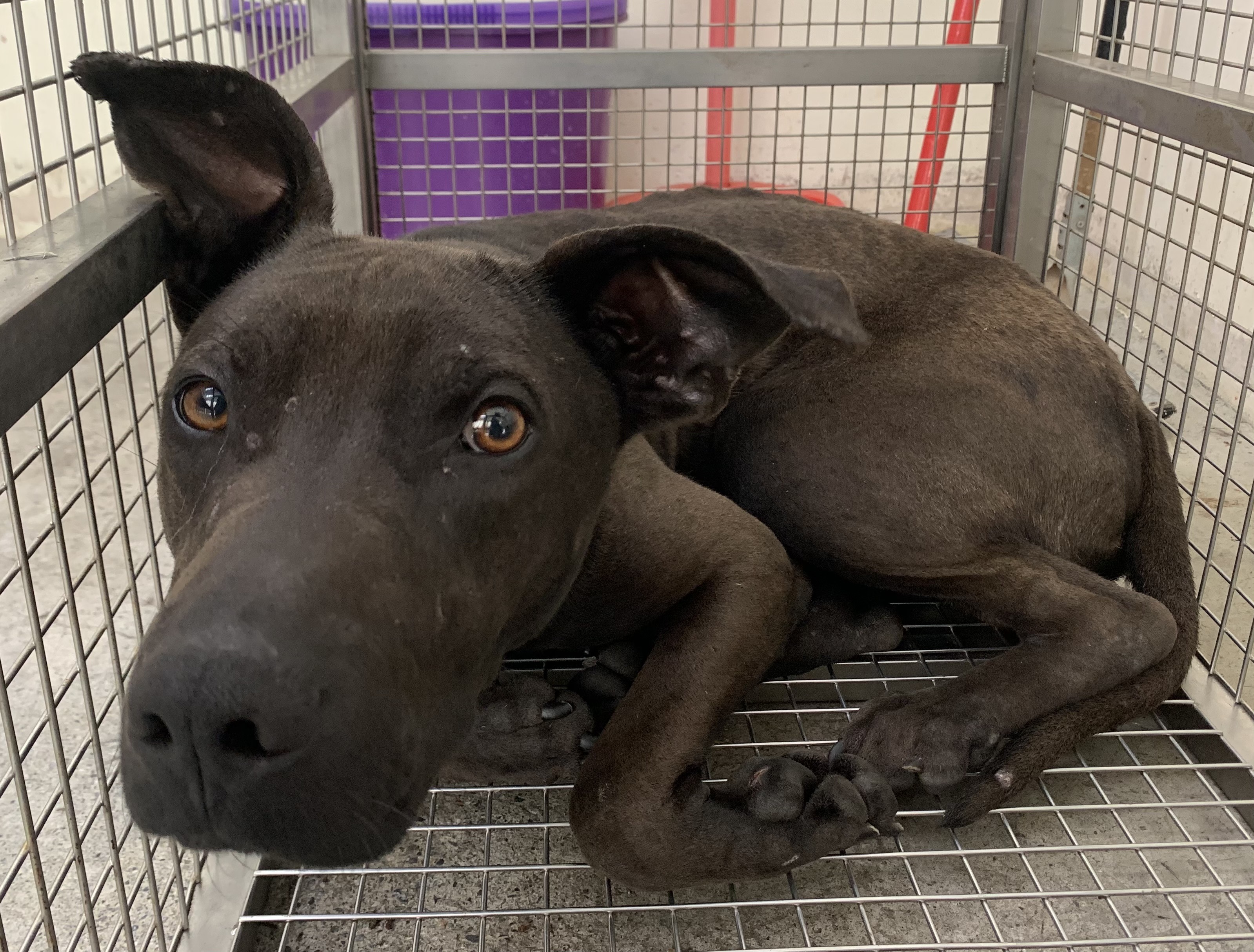 Brown adult male mixed-breed dog, Medium, shelter no. …0601