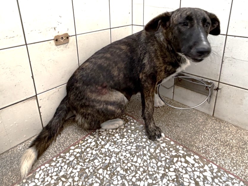 Tabby adult female mixed-breed dog, Large, shelter no. …4A25